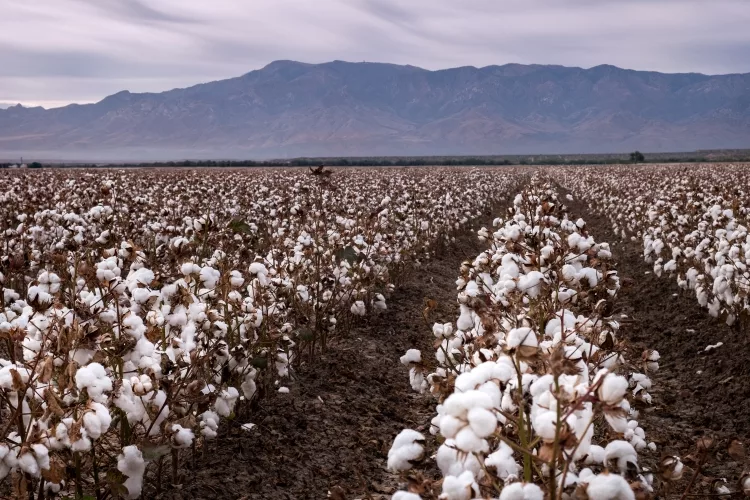 Pima Cotton